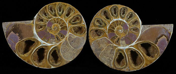 Cut & Polished, Agatized Ammonite Fossil - Jurassic #53793